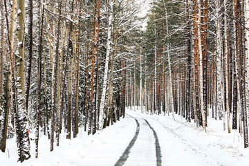 Naklejka premium Way in a winter forest