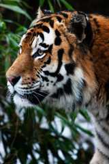 Tiger profile head portrait