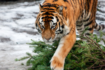 Tiger walking through water outdoors