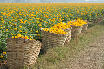 marigold flower