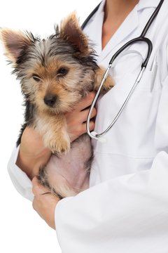 Vet Holding Yorkshire Terrier Puppy