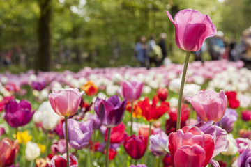 Tulip  Festival