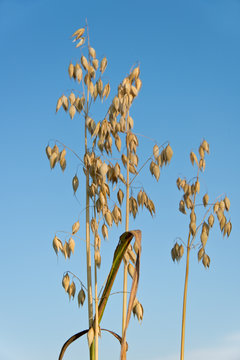 oat with blue background