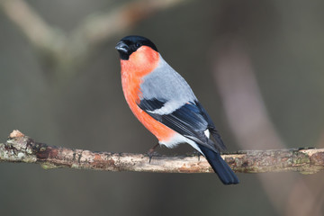 Bullfinch perched on a branch