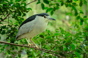 Fototapeta premium back-crowned night heron