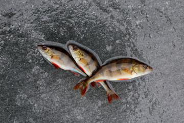 winter fishing. perch fish on ice