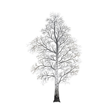 detached tree birch without leaves, vector illustrations
