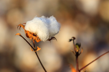 Single ripe blown cotton bud