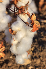 Single big ripe blown cotton bud