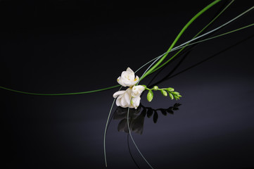 Freesia flower isolated on black reflective background