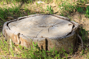 Fototapeta na wymiar Old stump with a bark