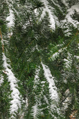 Green spruce in the white snow
