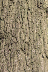 Dry bark background