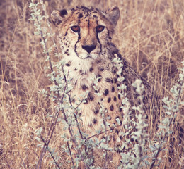 Cheetah © Galyna Andrushko