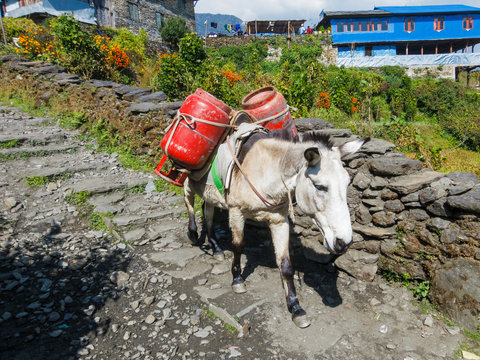 Donkey carrying two gas cylinders
