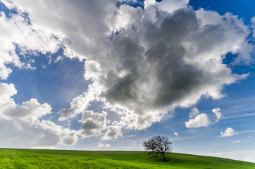 Albero singolo su prato verde con cielo nuvoloso