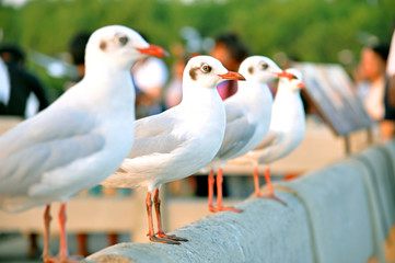 Beautiful birds - brown headed gulls - standing in a row