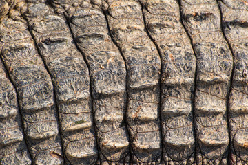 Texture crocodile skin