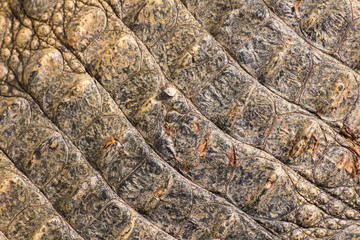 Texture crocodile skin