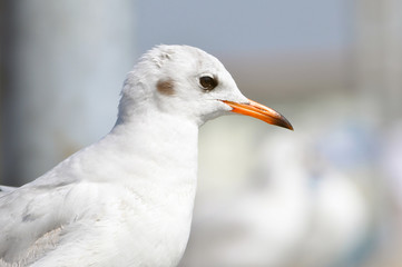 A beautiful white bird - brown headed gull