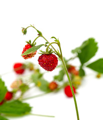 bunch of wild strawberries