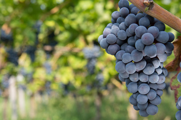 Weintrauben blau 2013.2