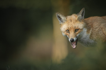 Red Fox