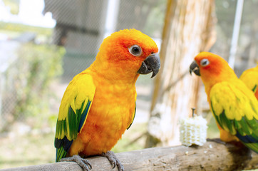 Sun Conure Parrot on a Tree Branch
