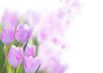 Flower Background