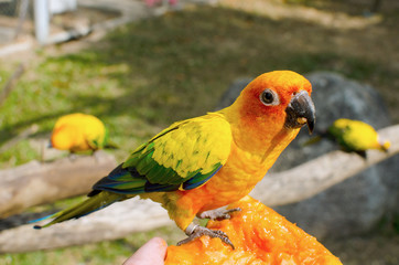 Sun Conure Parrot on a Tree Branch