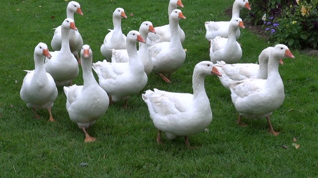 white domestic gooses on green grass in farm
