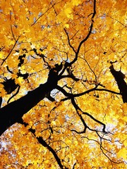 Autumn colors
