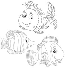 Coral fishes