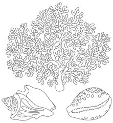 Coral and shells