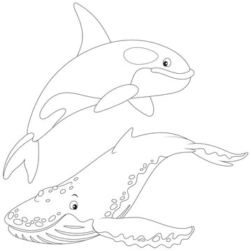 killer whale and hunchbacked whale