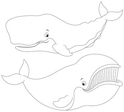 Cachalot and Greenland whale