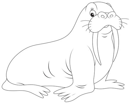 recommend clip art: walrus