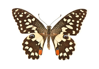 Fototapeta na wymiar butterfly with open wings in a top view as a flying