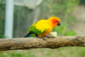 Sun Conure Parrot on a Tree Branch