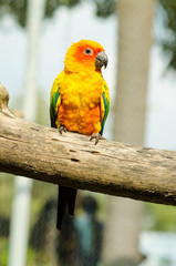 Sun Conure Parrot on a Tree Branch