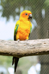 Sun Conure Parrot on a Tree Branch