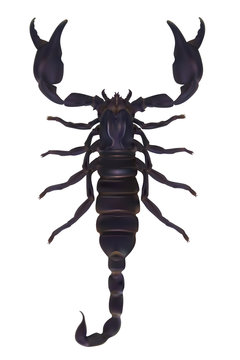 Realistic Vector illustration. Scorpion