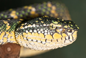 Portrait of a yellow-green snake