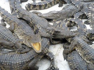 Naklejka premium Crocodiles close up in Thailand