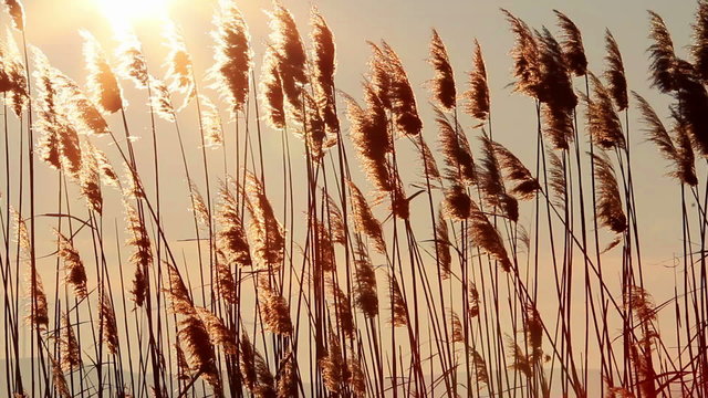Reeds at sunset