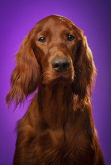 dog portrait on purple background, in studio, vertical