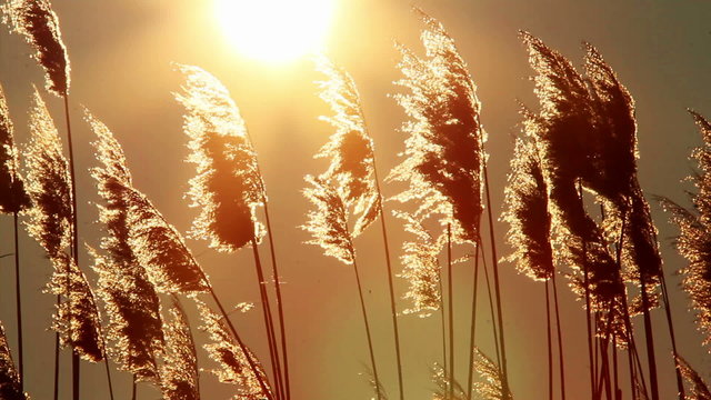 Reeds at sunset