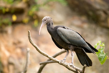 Fototapeta premium Black ibis