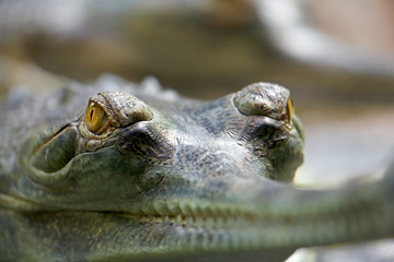 Gharial