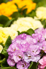 プリムラ・クラウディア